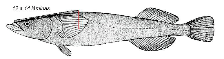 Remora albescens_0001.jpg